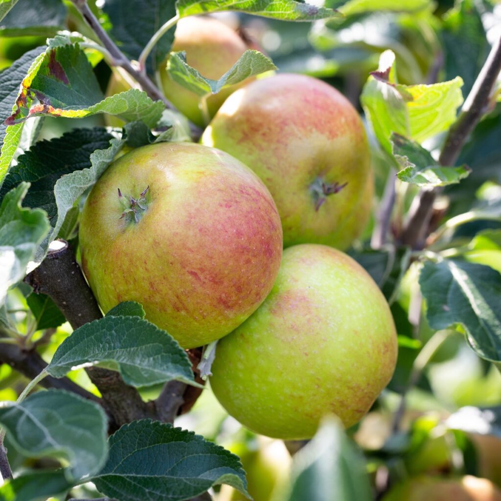 Apple Christmas Pippin Patio Fruit Tree 5038838071393 2